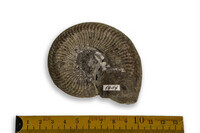 F 05004
<br/>
<br/>
<em></em>